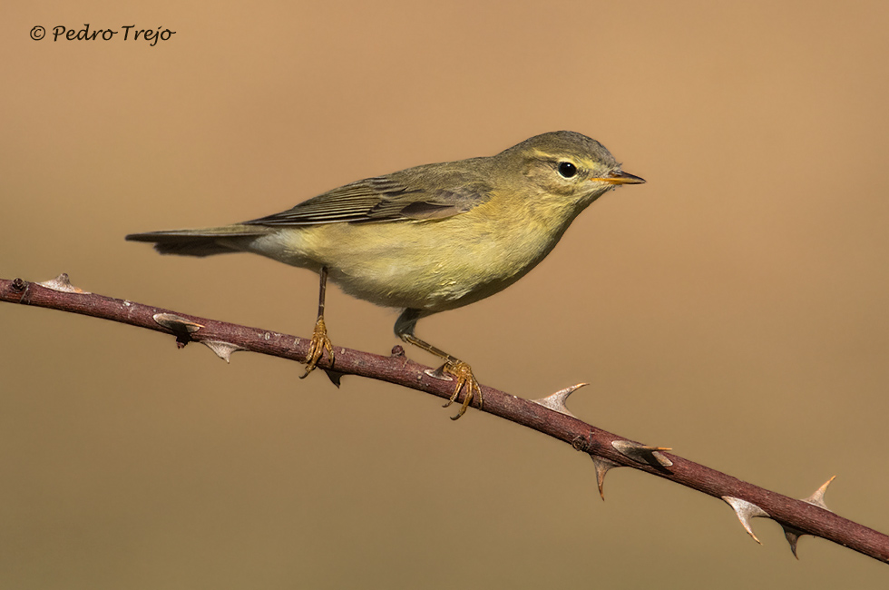 Mosquitero musical (Phylloscopus trochilus)